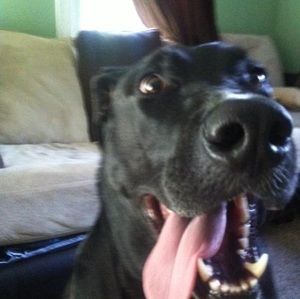 Meet your Posher, Thomas